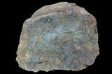 Hadrosaur Foot Bone - Alberta (Disposition #-) #100533-1